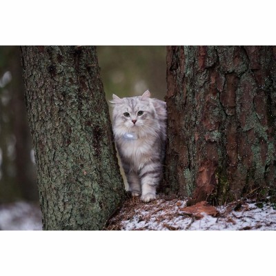 Lilcat - Lilcat 2 GPS-Tracker för Katter - A13681